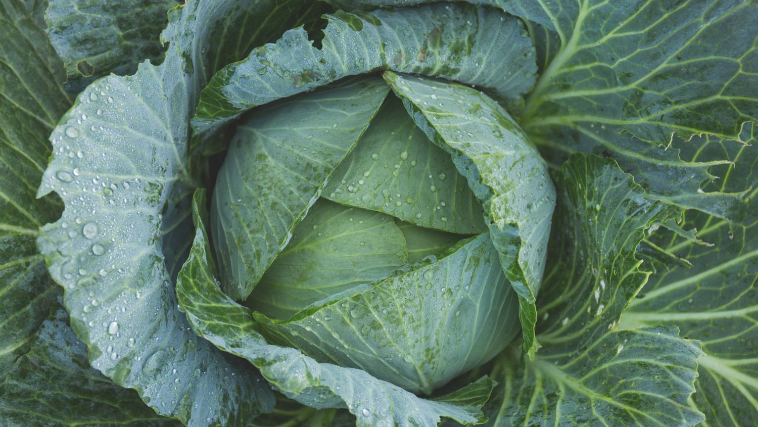 cabbage leaves for weaning