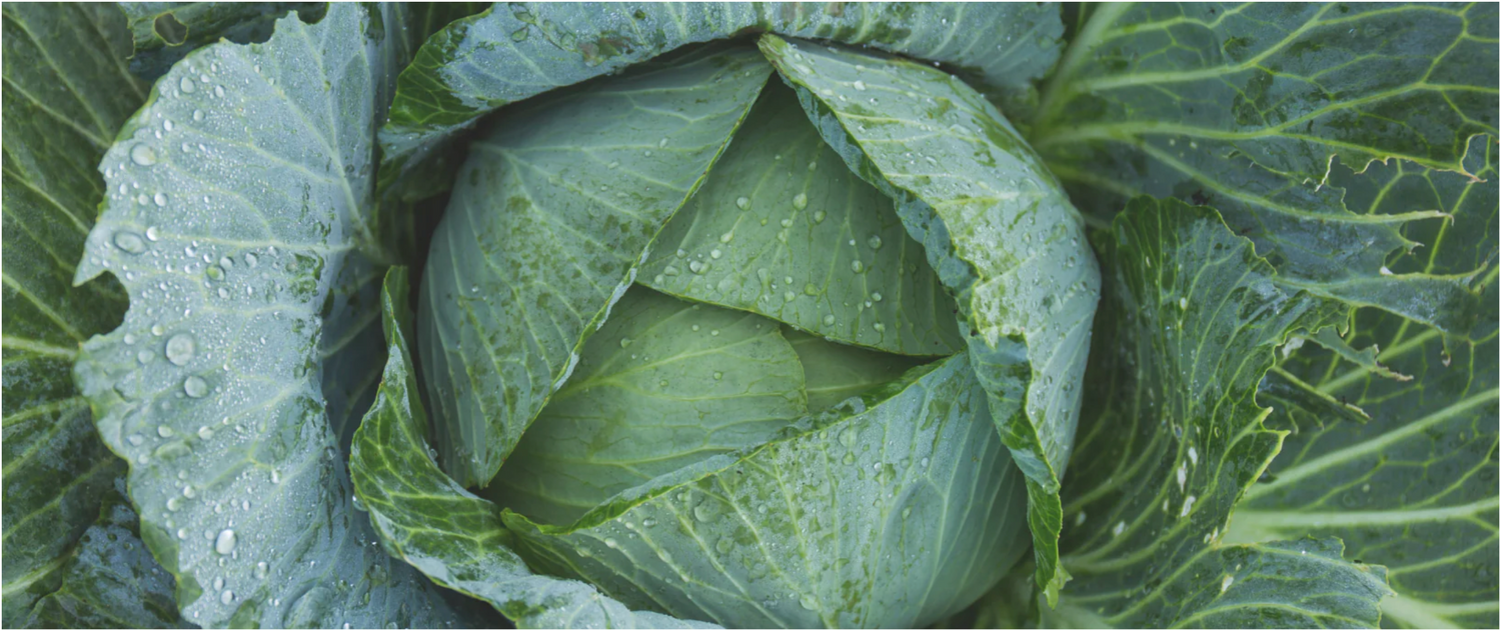 Cabbage Leaves + Breast Pain: The Evidence Explained