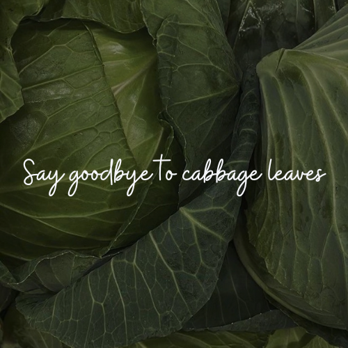 cabbage leaves for breast engorgement